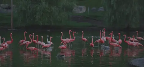 جولة حديقة شكفاتيلي 4