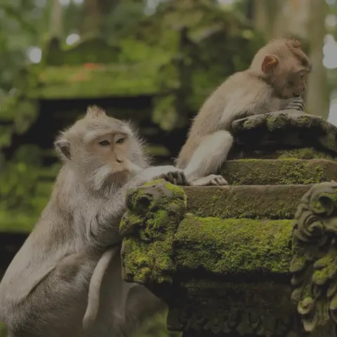 Bali Tour - Ubud 2